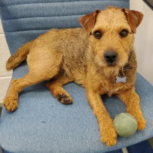 Rosie the office dog